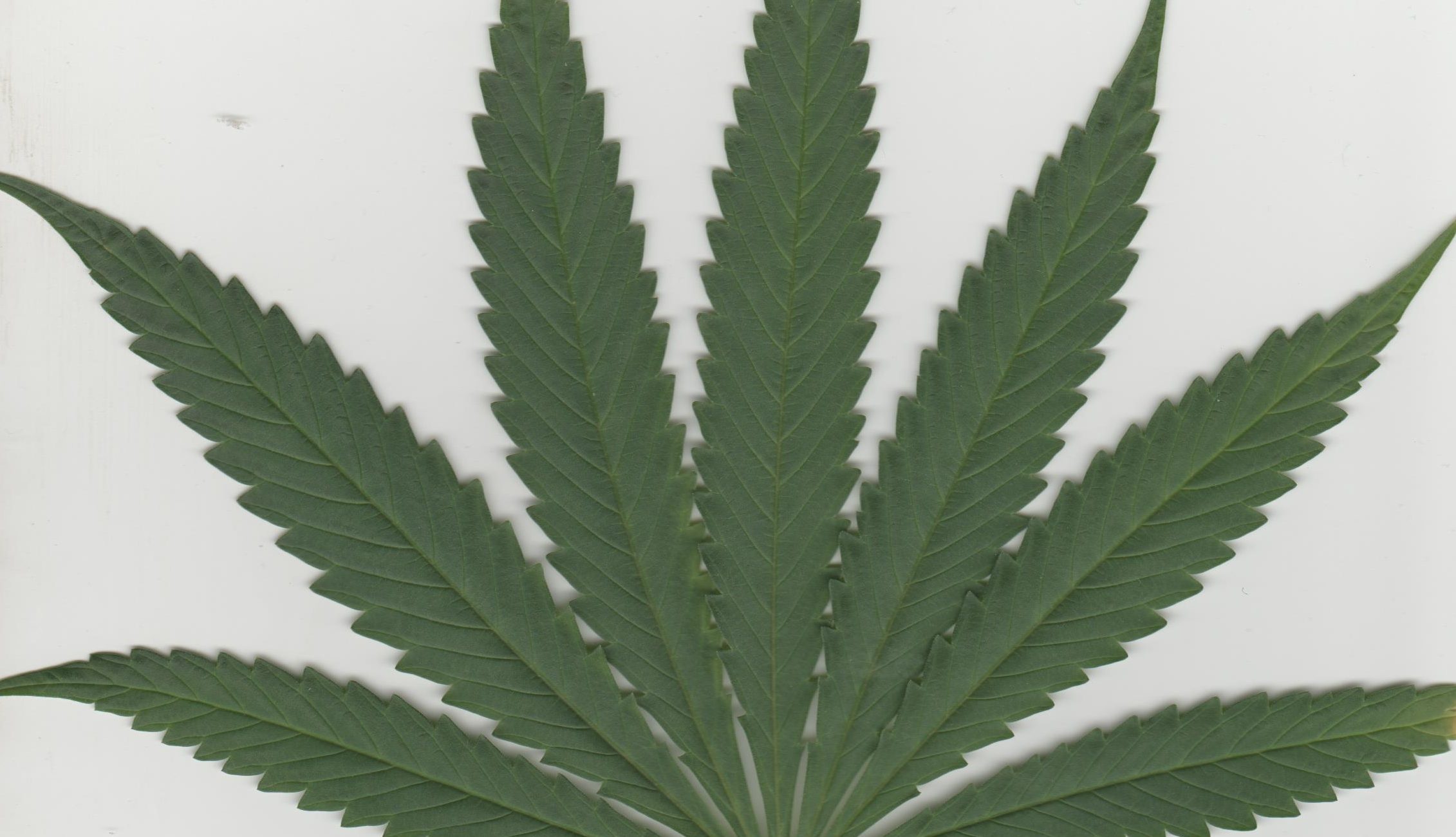 420 Naturally growing since Colonial Times.....As commonly seen from many Highways across the country,